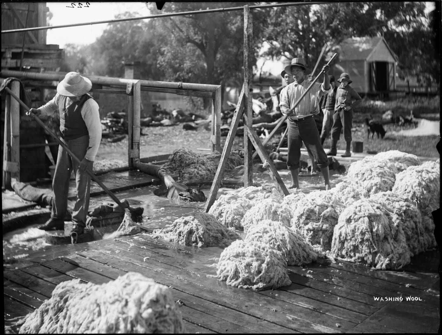 Carding wool, Fox Brothers textiles, archive photograph courtesy Ben Fox.
